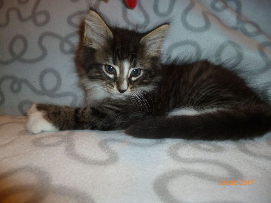 Gatti Norvegesi - cuccioli