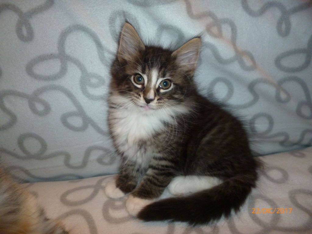 Gatti Norvegesi - cuccioli