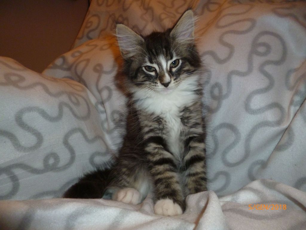 Gatti Norvegesi - cuccioli