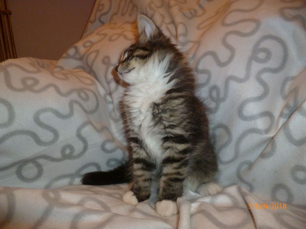 Gatti Norvegesi - cuccioli