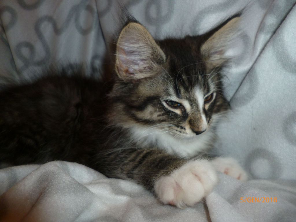 Gatti Norvegesi - cuccioli
