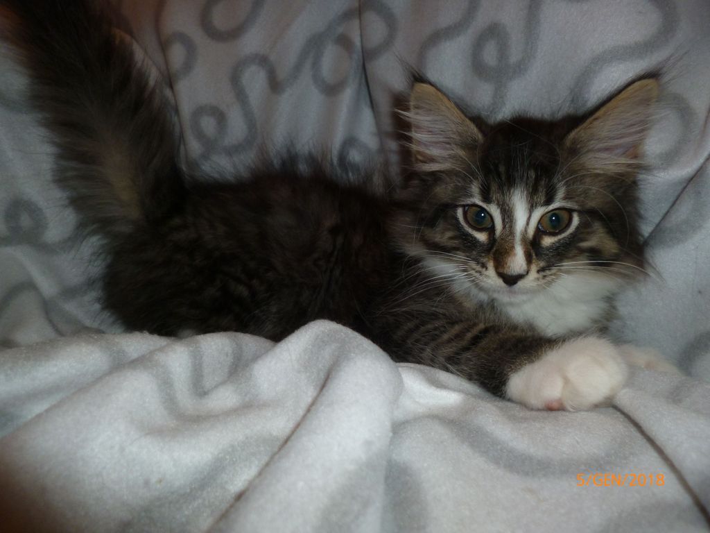 Gatti Norvegesi - cuccioli