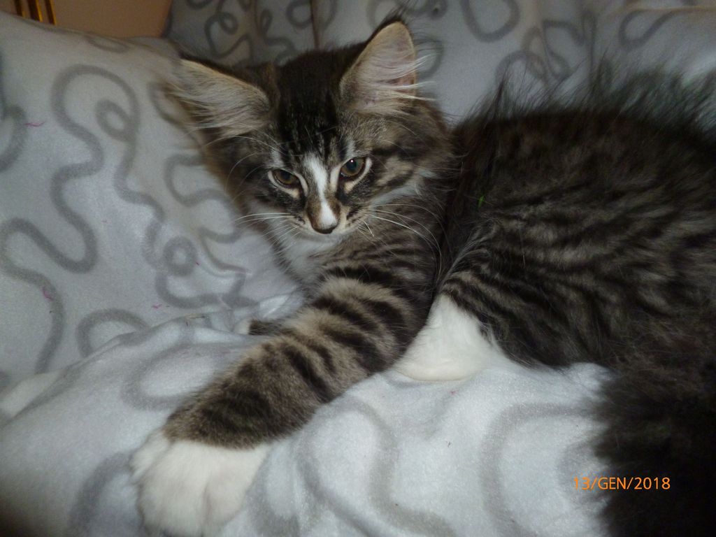 Gatti Norvegesi - cuccioli