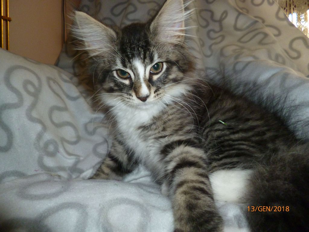 Gatti Norvegesi - cuccioli