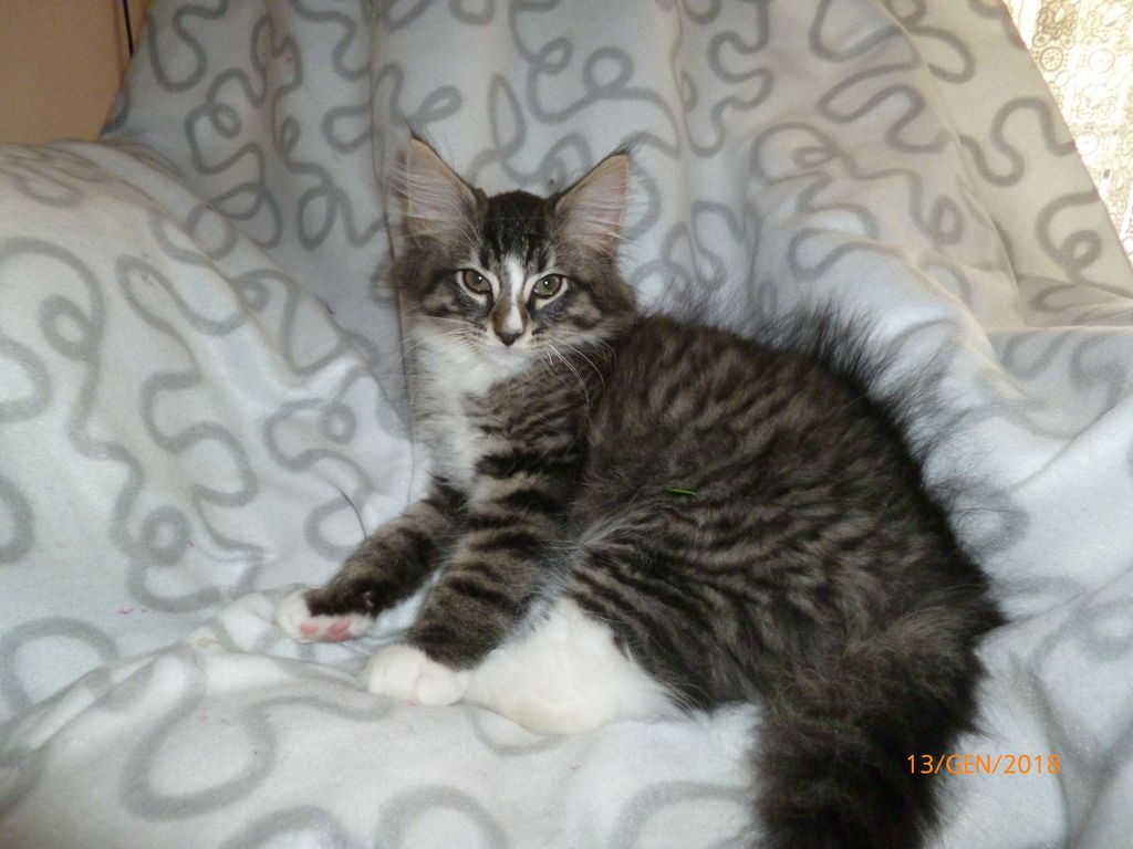 Gatti Norvegesi - cuccioli