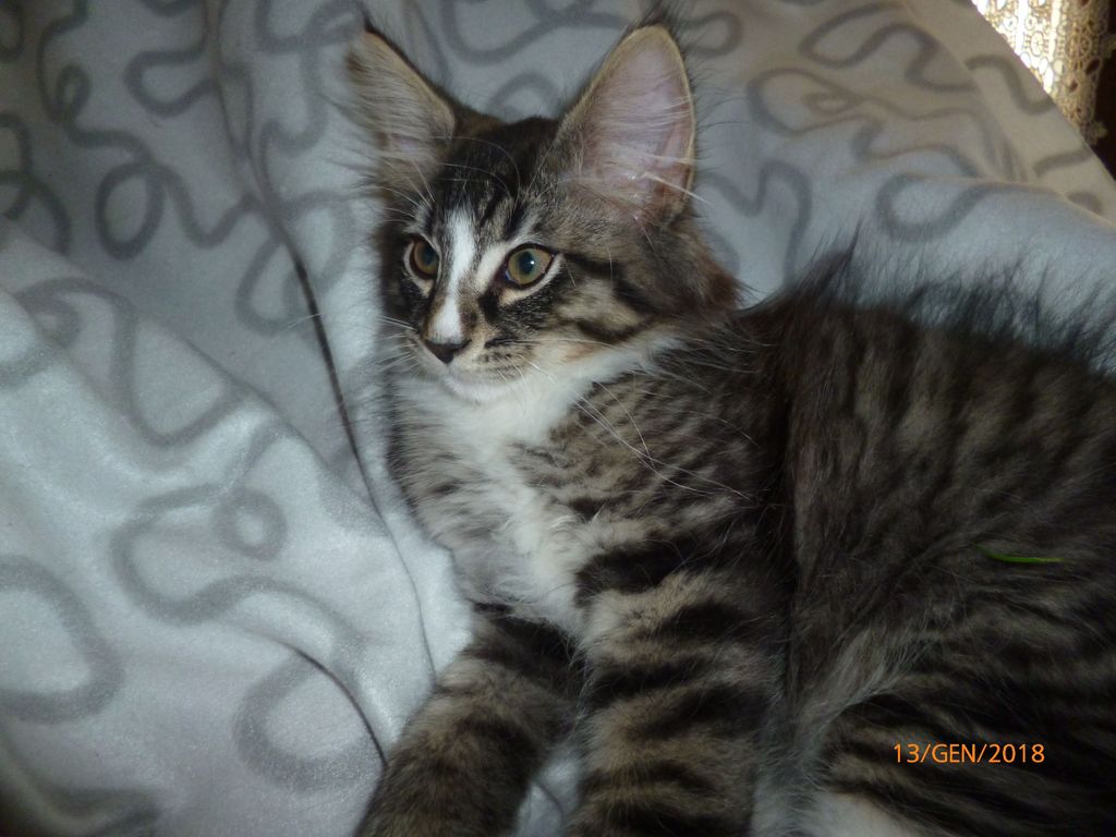 Gatti Norvegesi - cuccioli