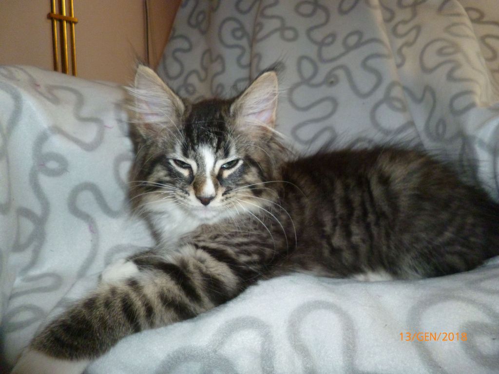 Gatti Norvegesi - cuccioli