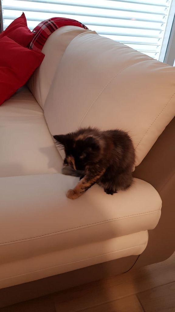 Gatti Norvegesi - cuccioli