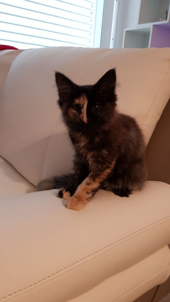 Gatti Norvegesi - cuccioli