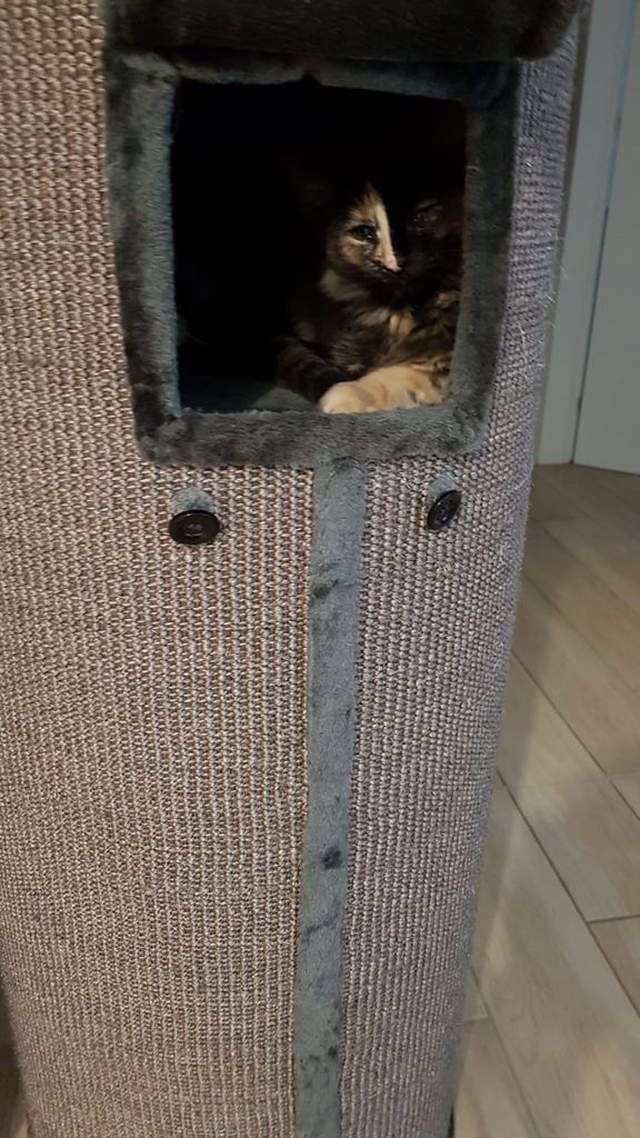 Gatti Norvegesi - cuccioli