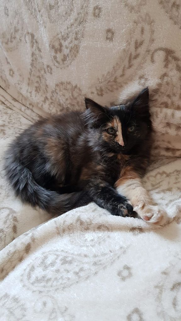 Gatti Norvegesi - cuccioli