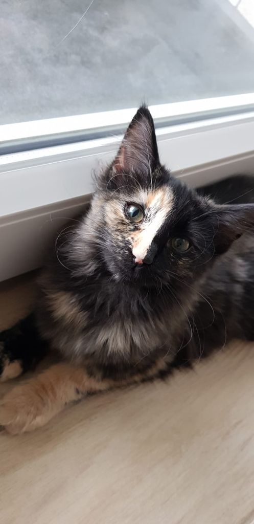 Gatti Norvegesi - cuccioli