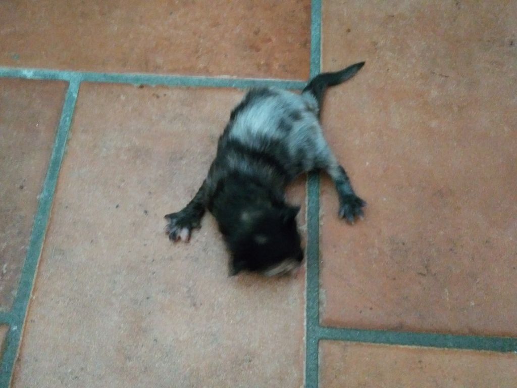 Gatti Norvegesi - cuccioli