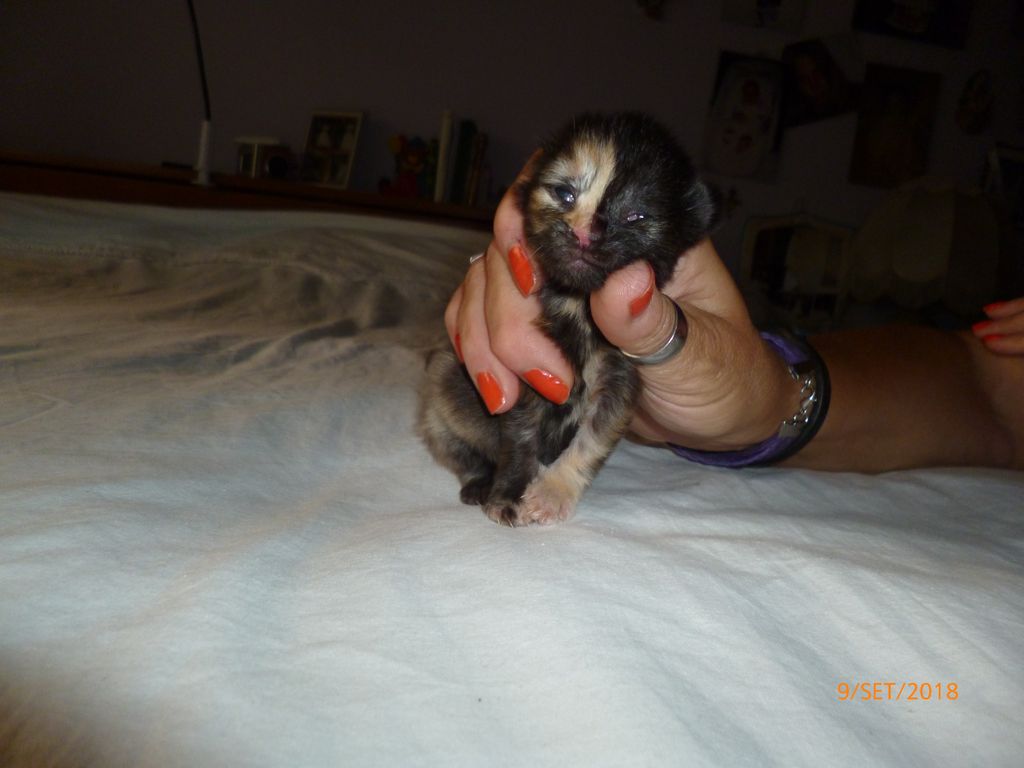 Gatti Norvegesi - cuccioli