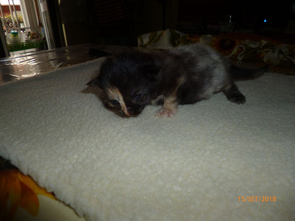 Gatti Norvegesi - cuccioli