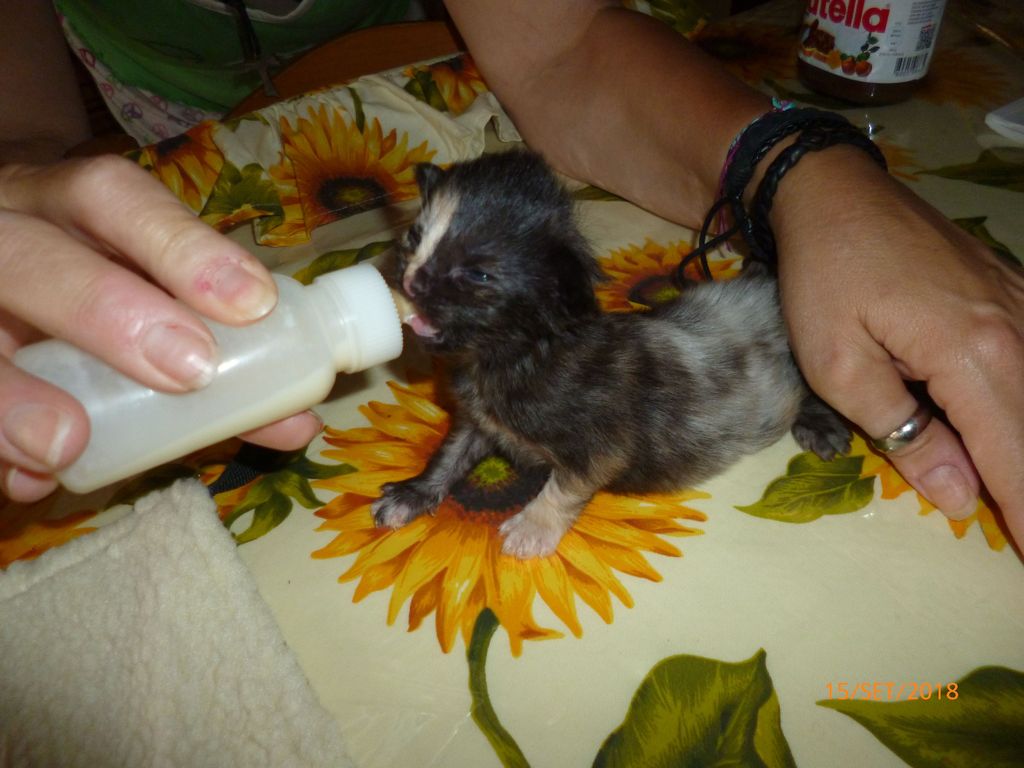 Gatti Norvegesi - cuccioli