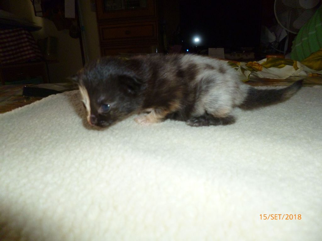 Gatti Norvegesi - cuccioli