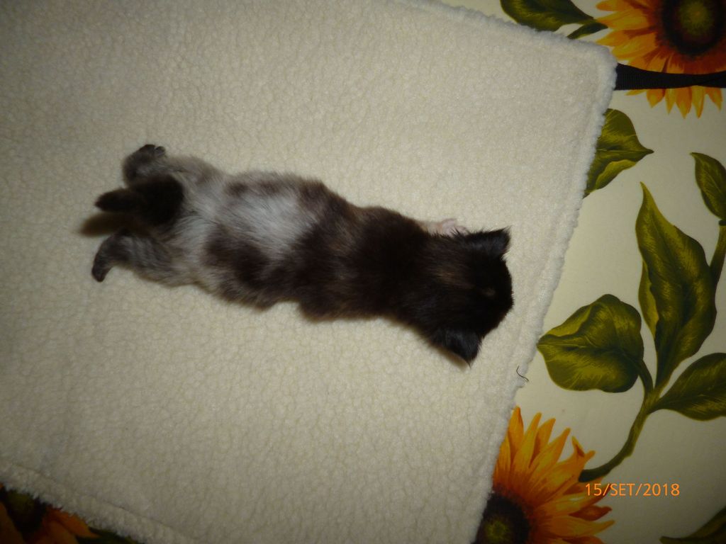 Gatti Norvegesi - cuccioli