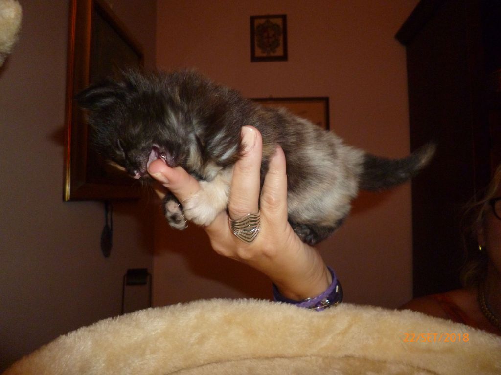 Gatti Norvegesi - cuccioli