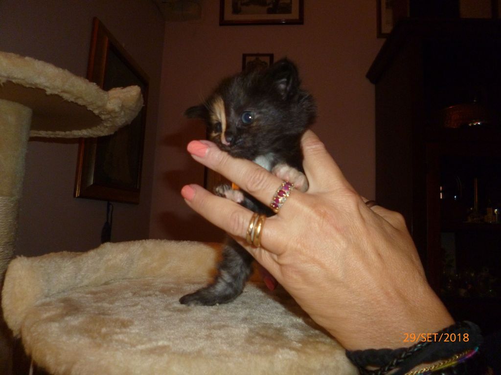 Gatti Norvegesi - cuccioli