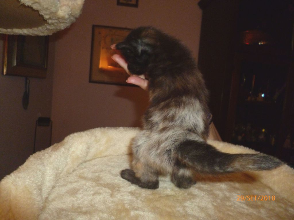 Gatti Norvegesi - cuccioli