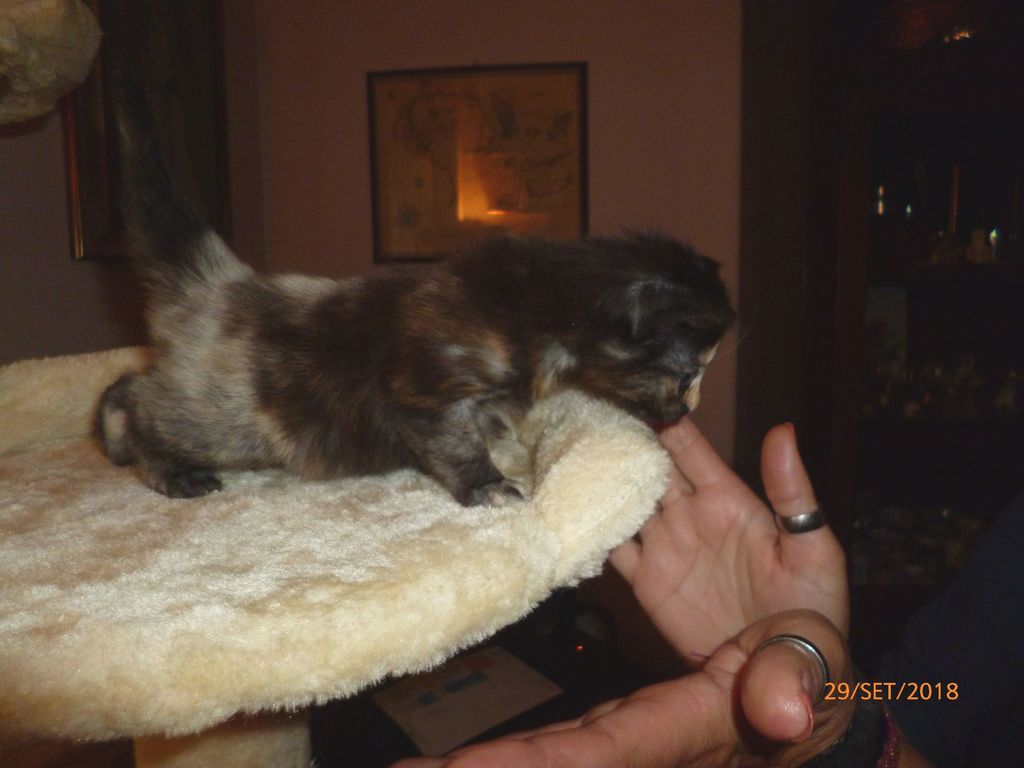Gatti Norvegesi - cuccioli