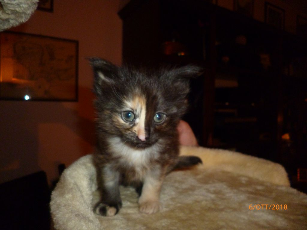 Gatti Norvegesi - cuccioli