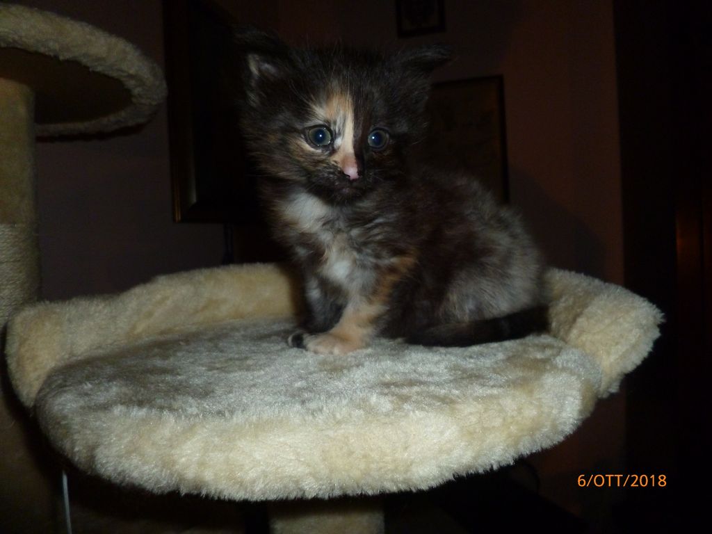 Gatti Norvegesi - cuccioli