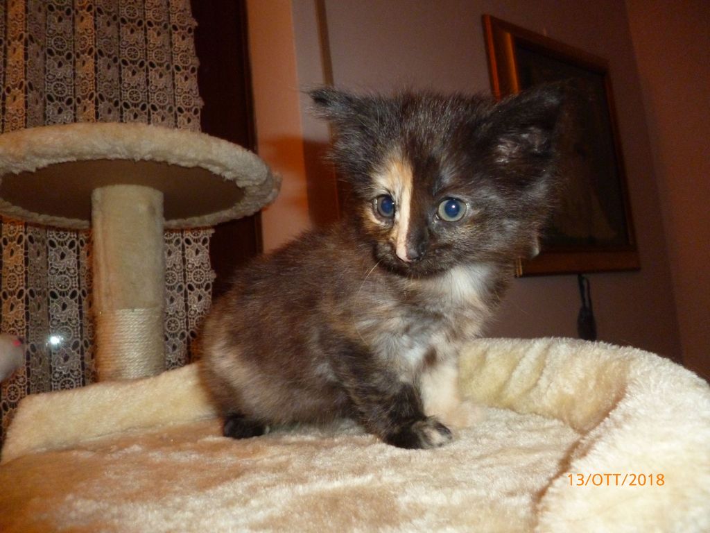 Gatti Norvegesi - cuccioli