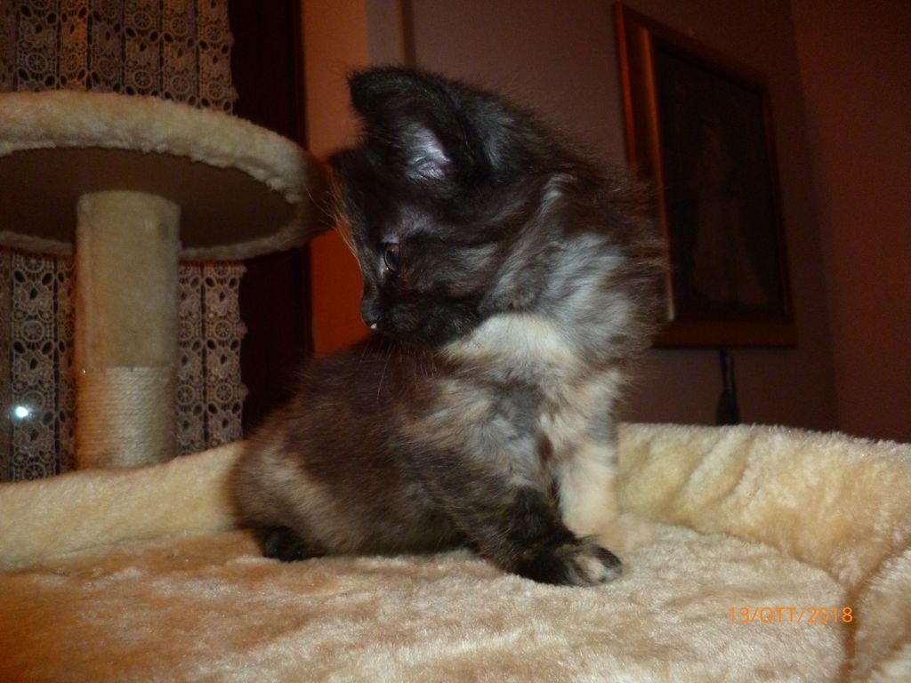 Gatti Norvegesi - cuccioli