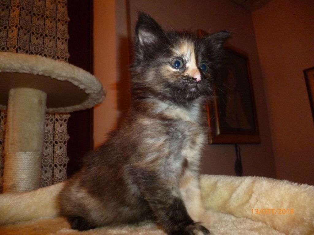 Gatti Norvegesi - cuccioli