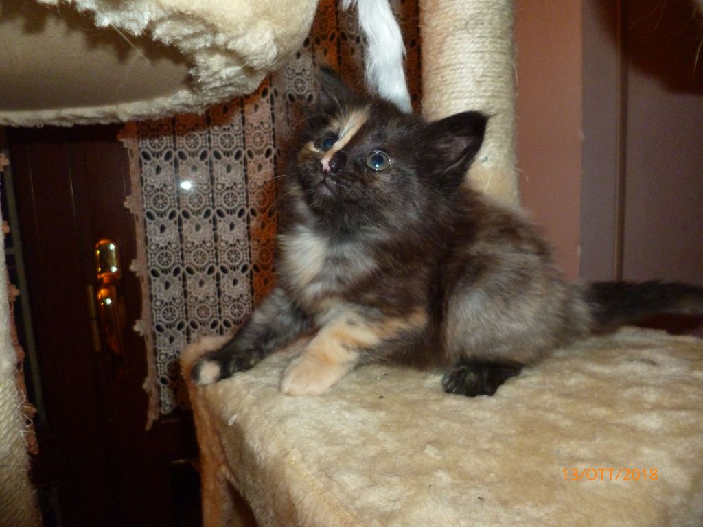 Gatti Norvegesi - cuccioli