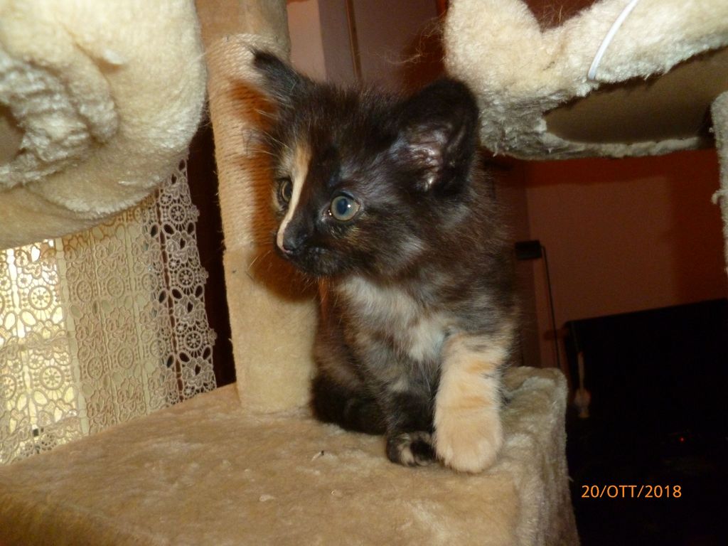 Gatti Norvegesi - cuccioli