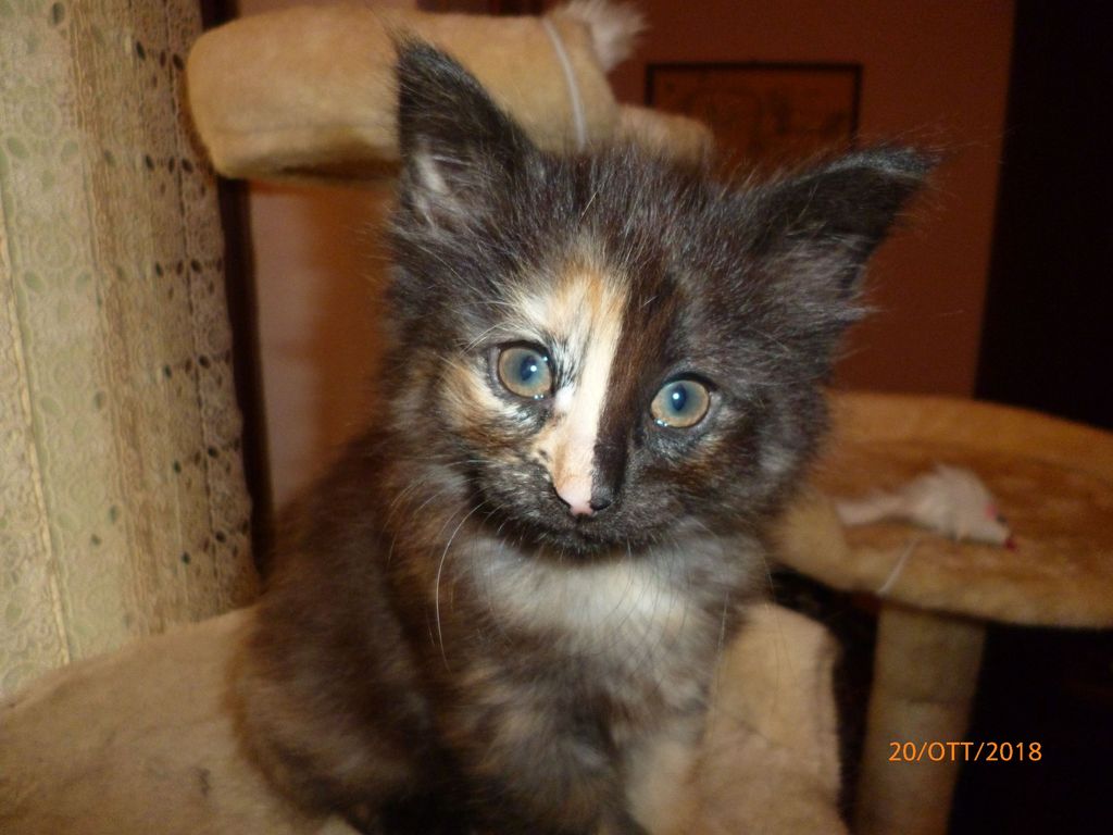 Gatti Norvegesi - cuccioli