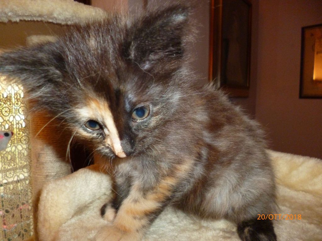 Gatti Norvegesi - cuccioli