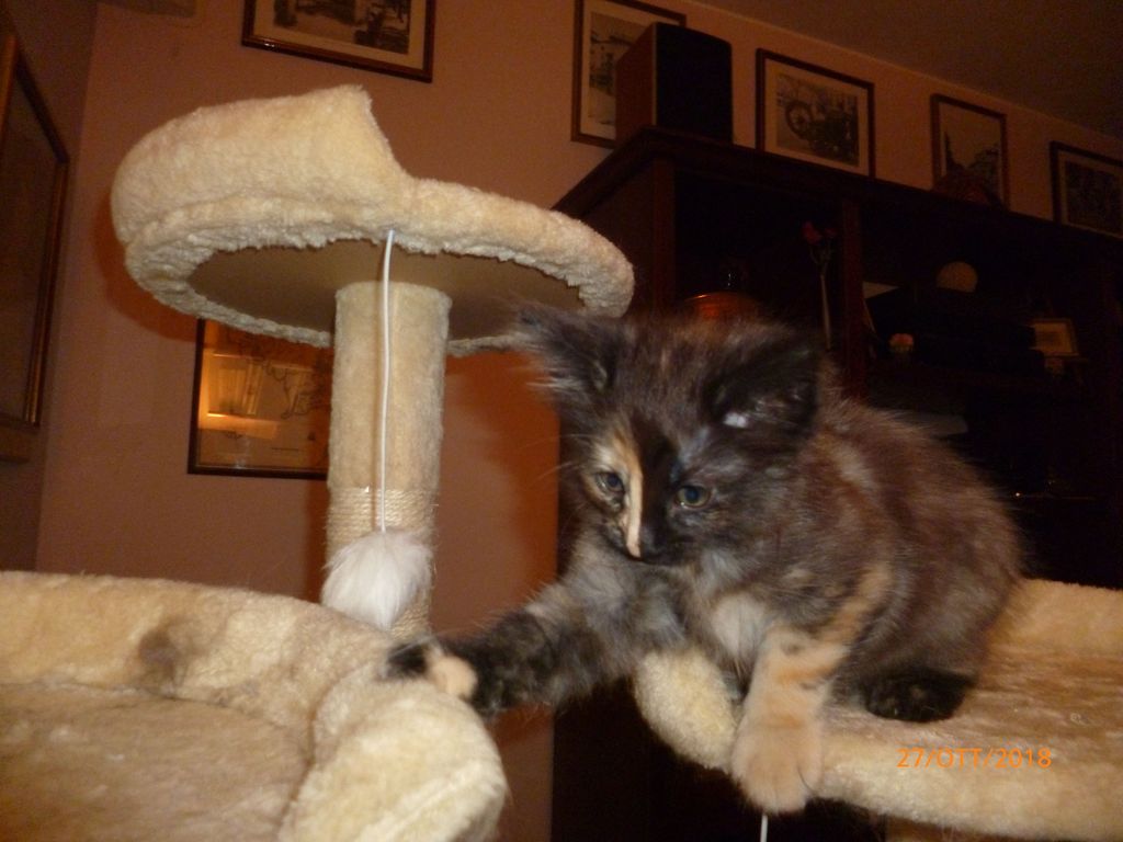 Gatti Norvegesi - cuccioli