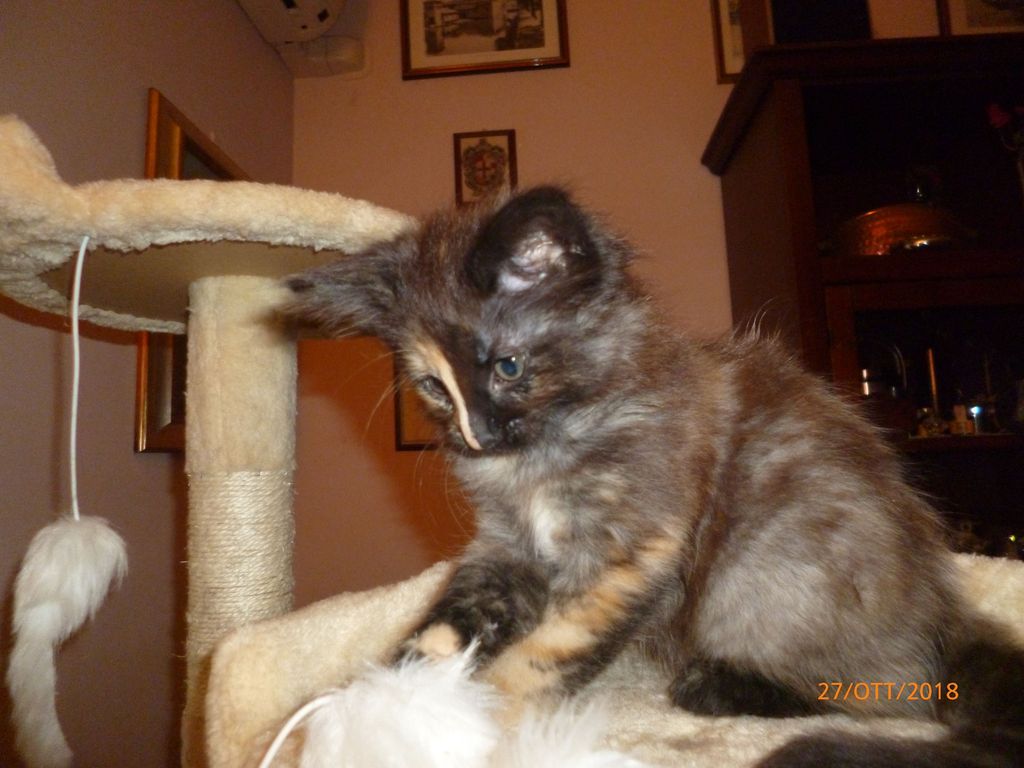 Gatti Norvegesi - cuccioli