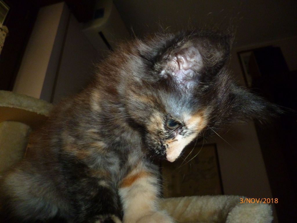 Gatti Norvegesi - cuccioli