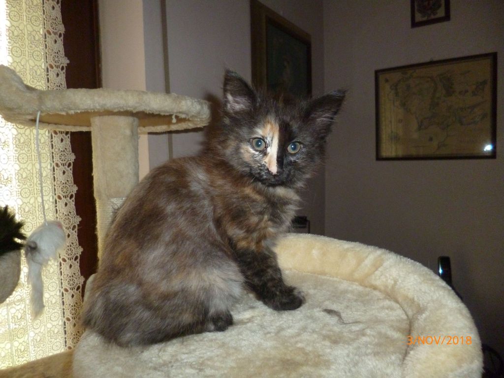 Gatti Norvegesi - cuccioli