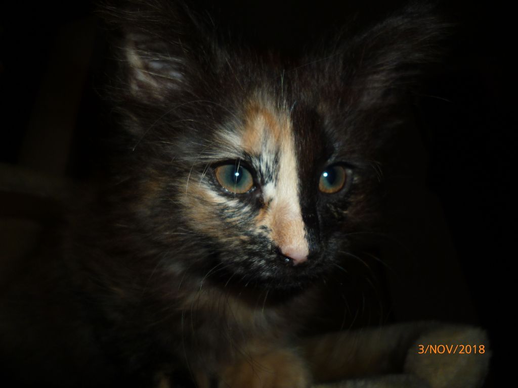 Gatti Norvegesi - cuccioli