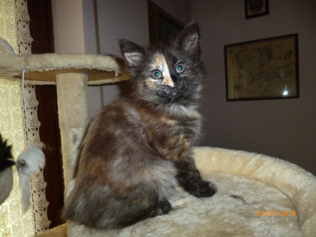 Gatti Norvegesi - cuccioli