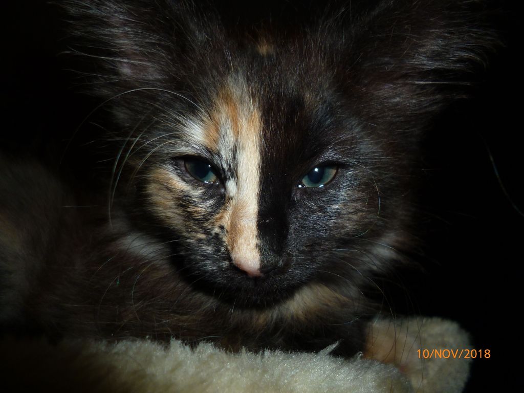 Gatti Norvegesi - cuccioli