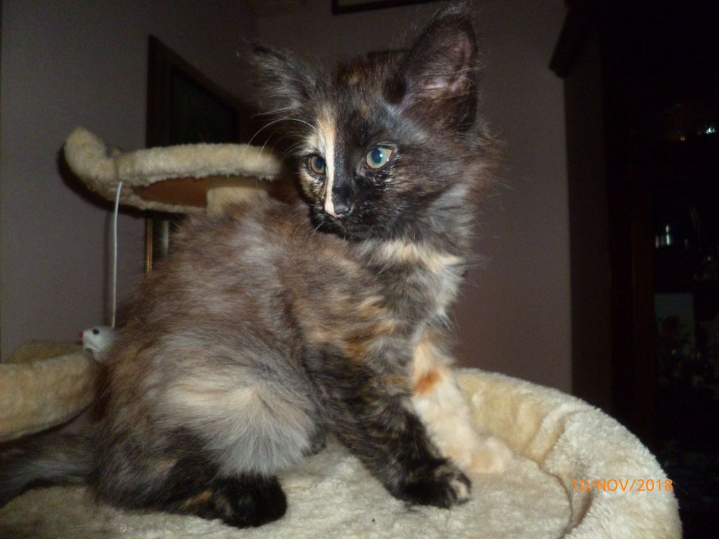 Gatti Norvegesi - cuccioli