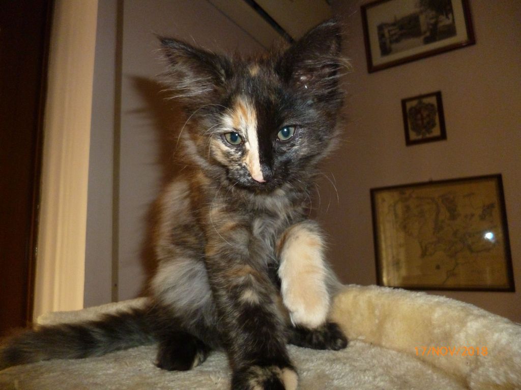 Gatti Norvegesi - cuccioli
