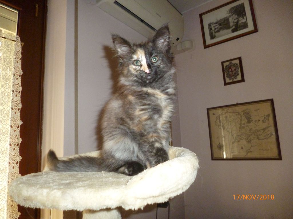 Gatti Norvegesi - cuccioli