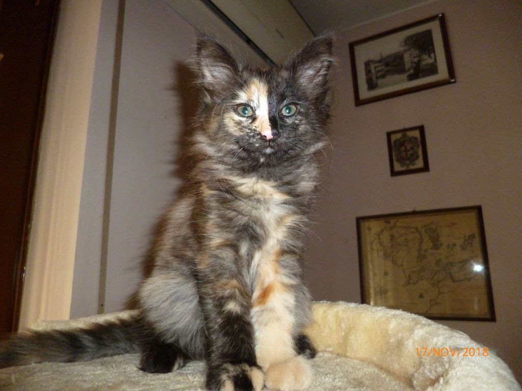 Gatti Norvegesi - cuccioli