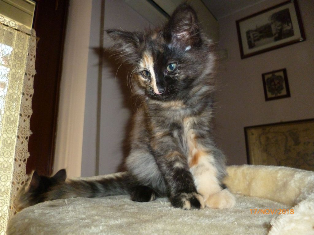 Gatti Norvegesi - cuccioli