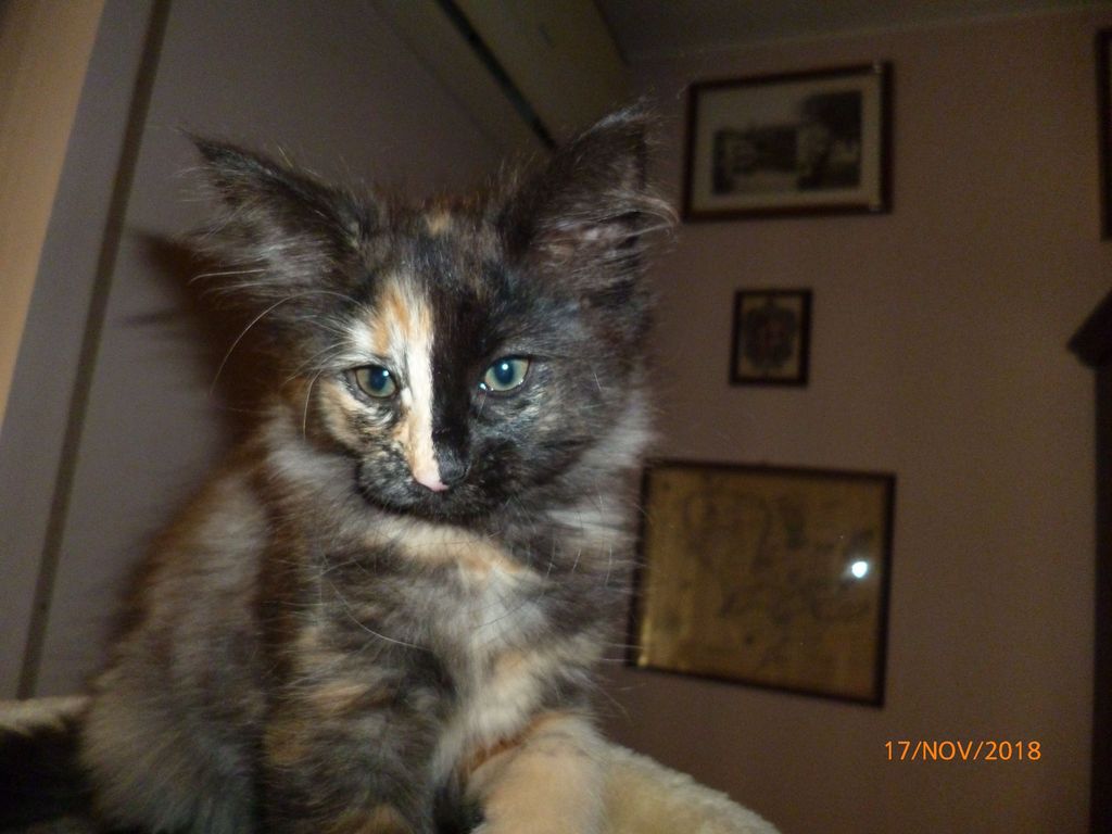 Gatti Norvegesi - cuccioli