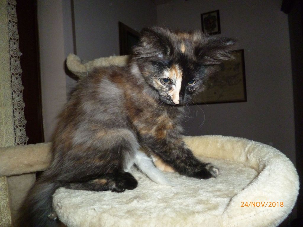 Gatti Norvegesi - cuccioli