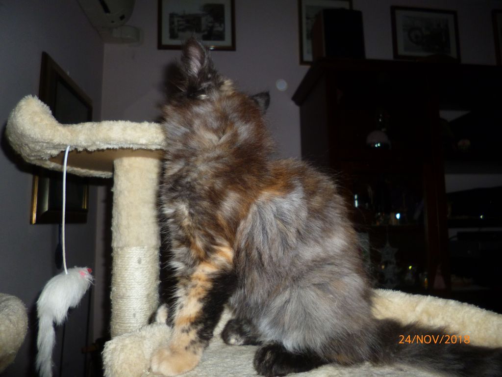 Gatti Norvegesi - cuccioli